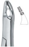  Bicuspids and Incisors , Roots 150X